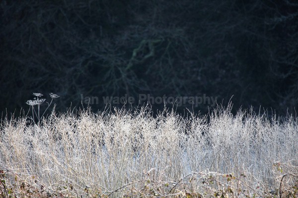  - Wild Flowers,  plants & Fungus photography, Great Britain