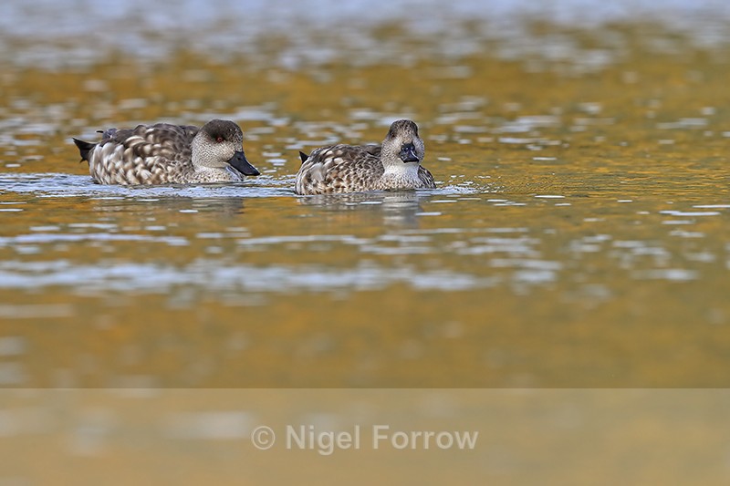 Crested Duck pair on sea, Carcass Island, Falklands - Crested Duck