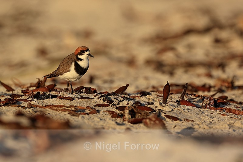 Two-banded Plover and beach debris, Sea Lion Island, Falklands - Two-banded Plover