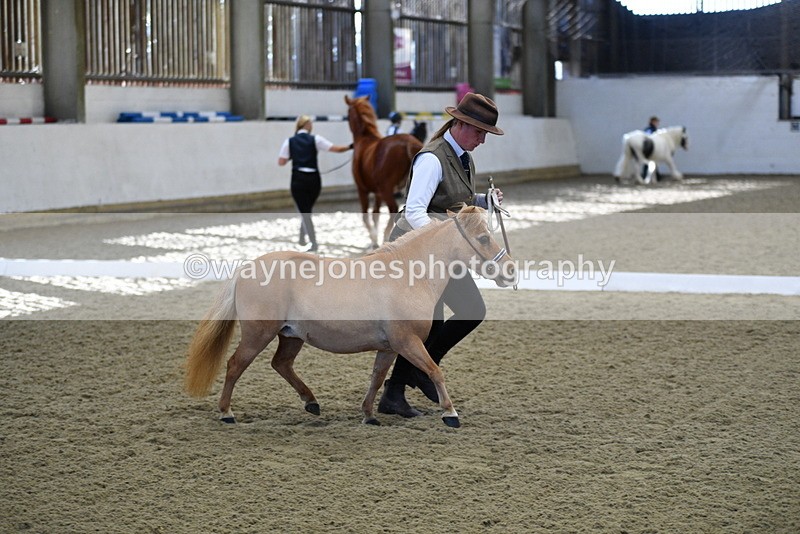 WJ5_3882 - Class 5 In Hand Veterans