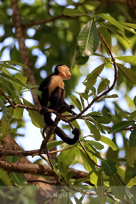 White-faced Capuchin sitting in tree, side view, Costa Rica - Monkey