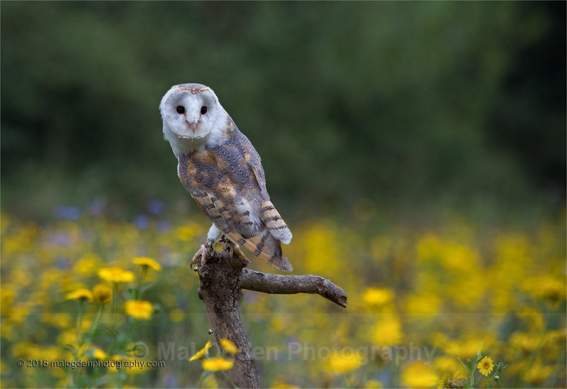 Barn Owl - Flora & Fauna
