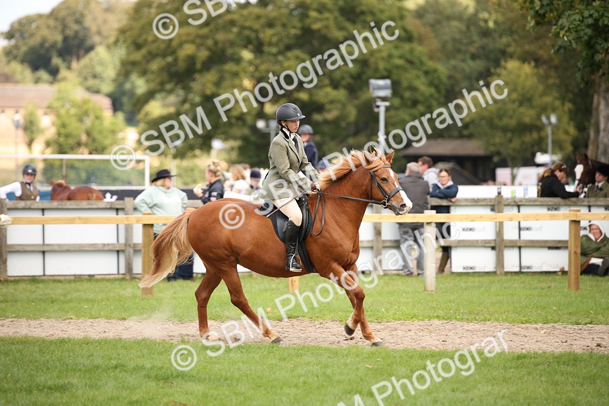 SBM_42371 - S13 - Pony Club Pony