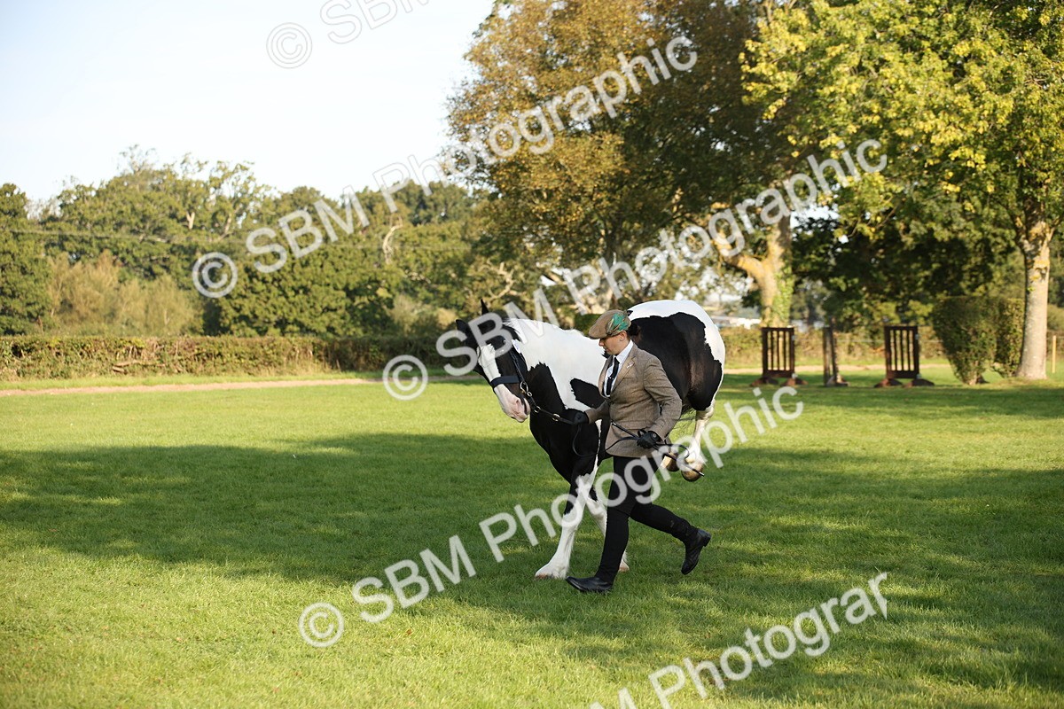 SBM_58743 - S51 - Piebald & Skewbald Horse In Hand
