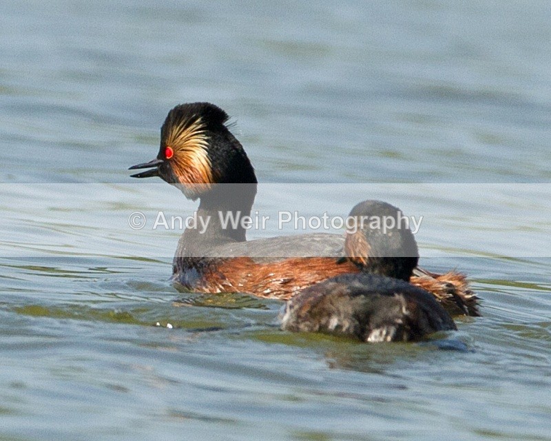 20110410-IMG_3203 - Black-necked Grebe
