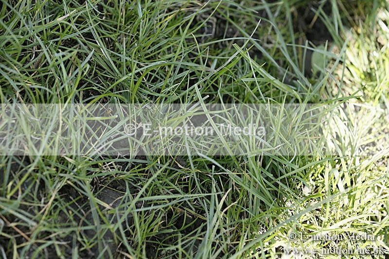 PtP 250317 69 - V.W.H. Hunt Point-to-Point Siddington 25/03/17