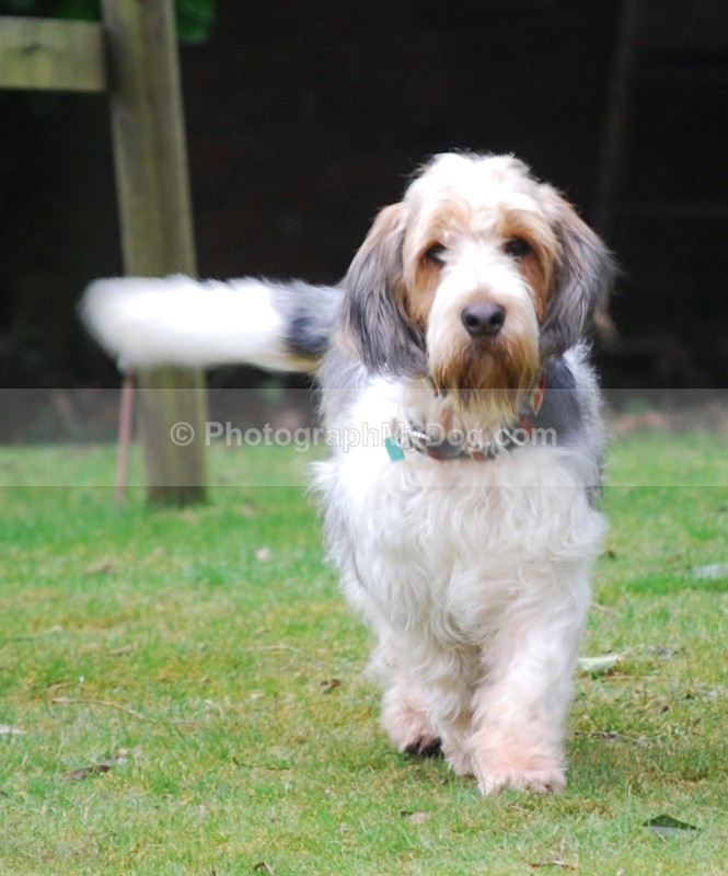  - Grand Basset Griffon Vendeen
