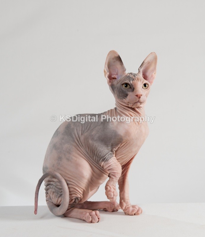  - Misfits Sphynx