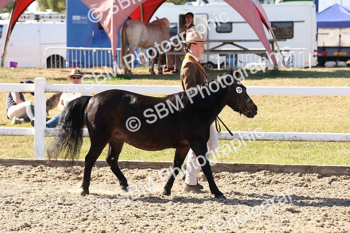 SBM_12891 - Class 206 - IH Non Show Type Pony