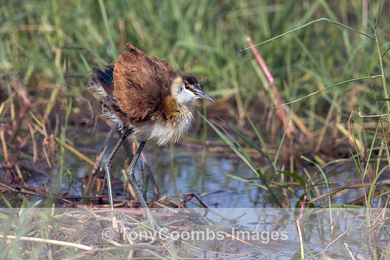 African Jacana  (juv) - Botswana ~ Birds