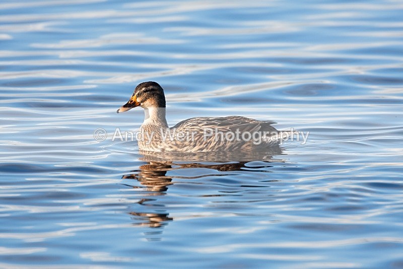 20081128-IMG_0888 157 - Mallard