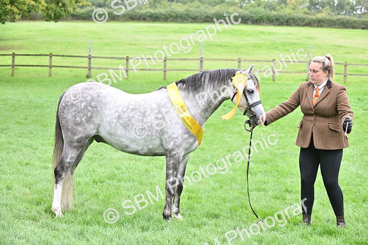SBM_61040 - S48 - Mountain & Moorland In Hand Small Breeds