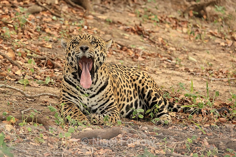 Male Jaguar yawning, Corixo Negro, Mato Grosso, Brazil - Jaguar