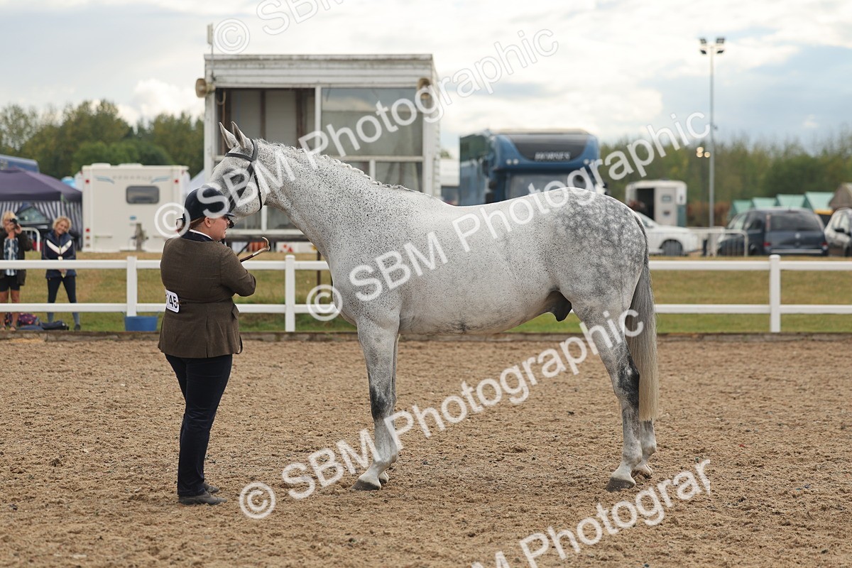 SBM_07923 - Class 28 - IH Veteran Horse