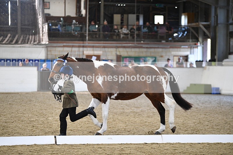 WJ5_4219 - Class 6 In hand M&M - Large Breeds