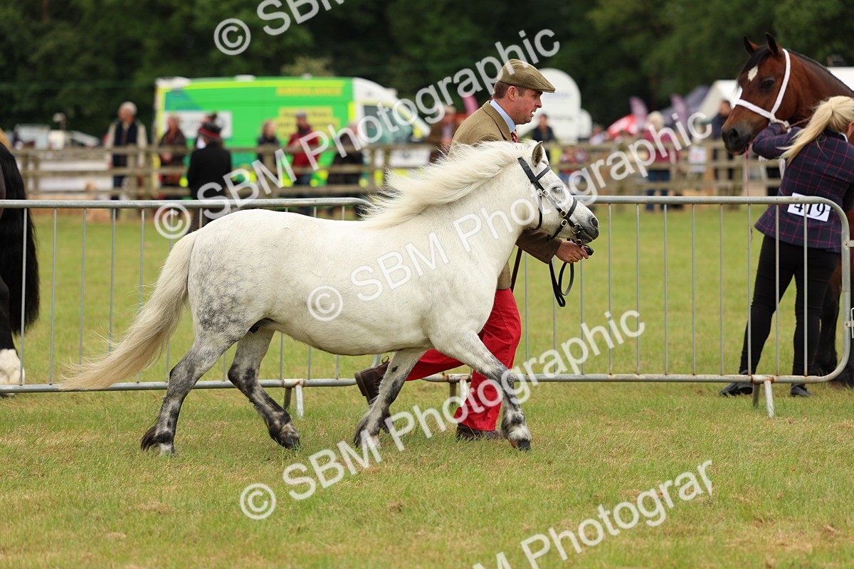 SBM_03512 - Class 58-67 - M&M Non Welsh Pony In hand