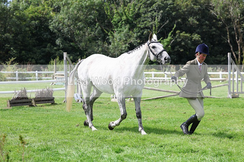 3E7A8801 - Class 5: Working Show Horse