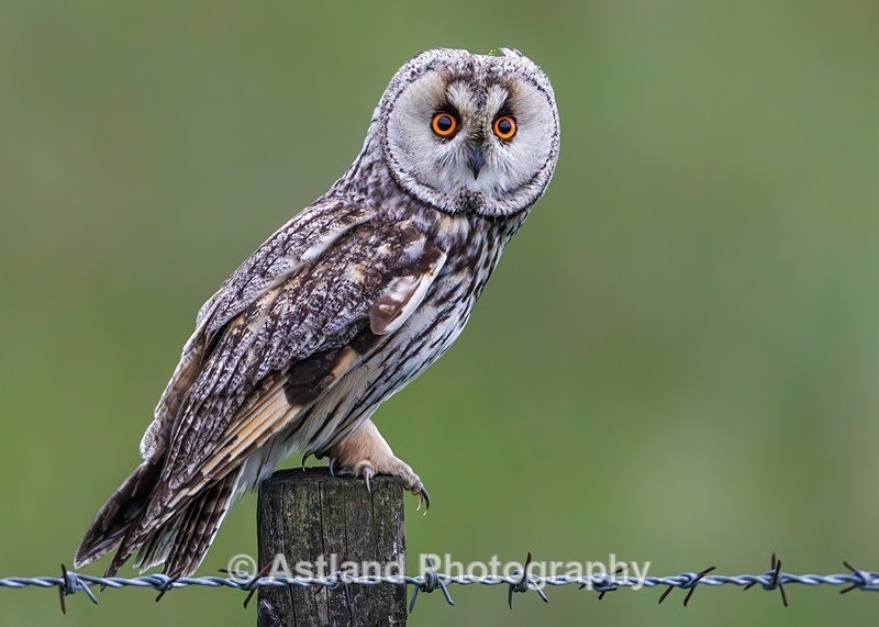 Long-eared owl - Latest Images