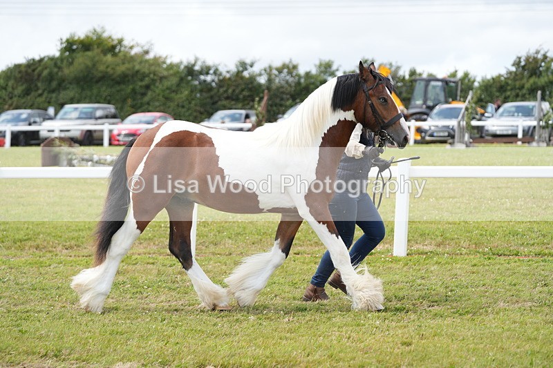 DSC06694 - Class 58: Coloured Pony Youngstock