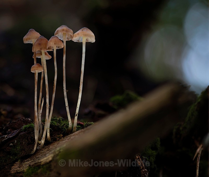 Fungi, Delamere forest - AUTUMN 2025 FUNGI/MUSHROOMS