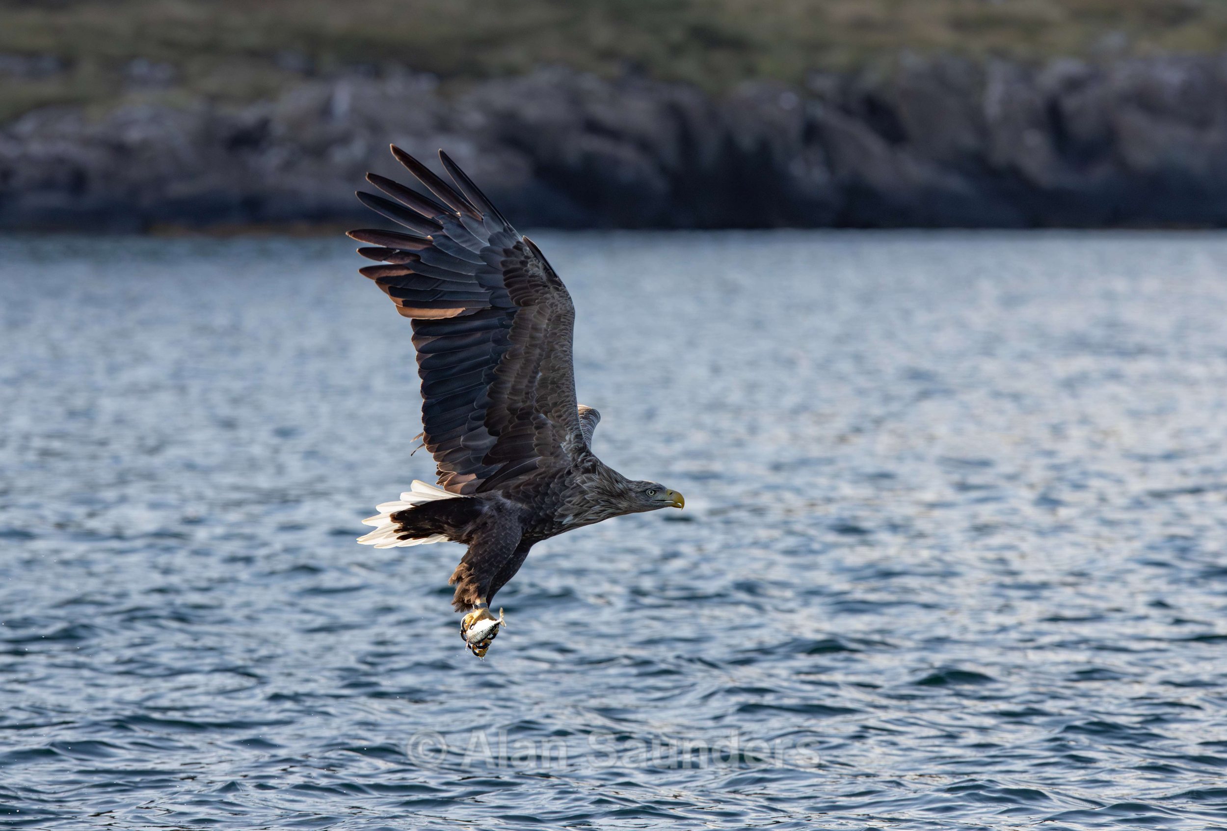 White Tailed Eagle 24