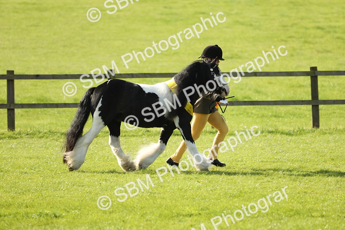 SBM_61027 - S43 - Coloured Pony In Hand