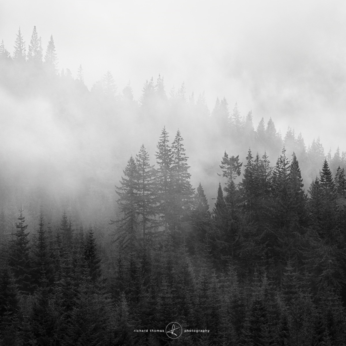 Conifer cloud - Mono Mist Trees