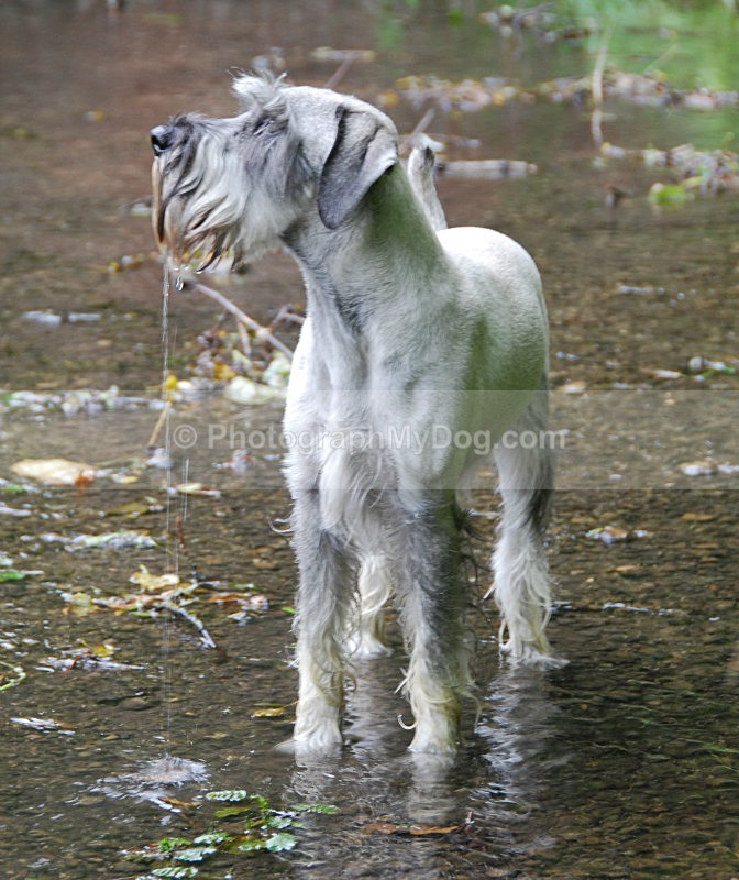  - Schnauzers