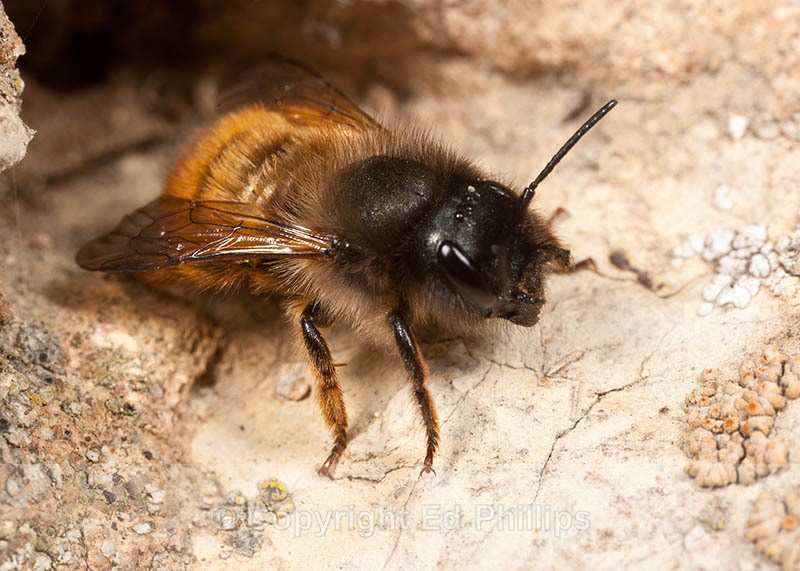 Osmia bicornis (f) - Osmia bicornis (rufa)