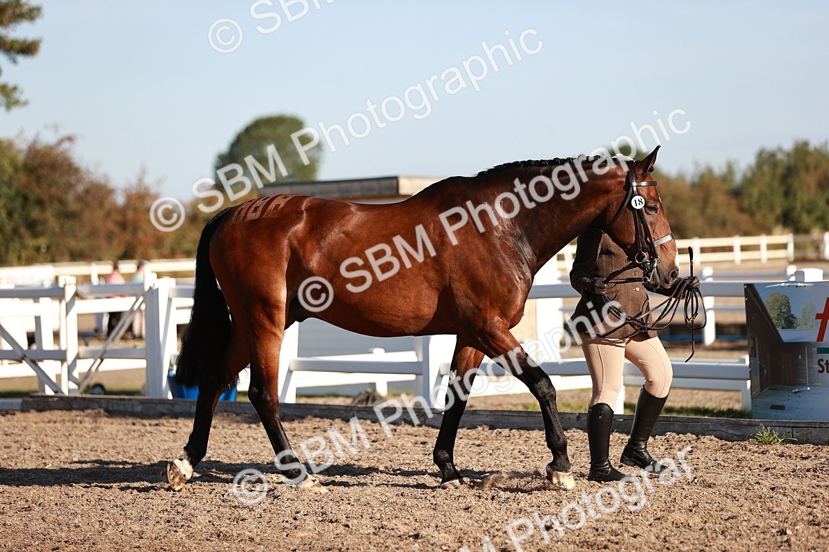 SBM_11156 - Class 401 - IH  Veteran horse
