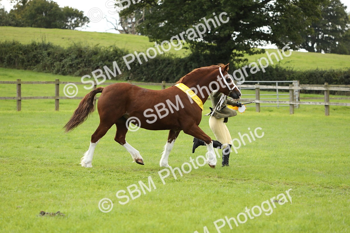 SBM_65559 - S47 - Mountain & Moorland In Hand Large Breeds