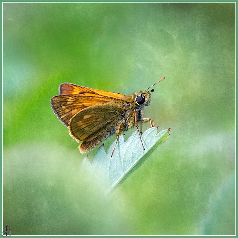 Macro photography by Diana Uzun