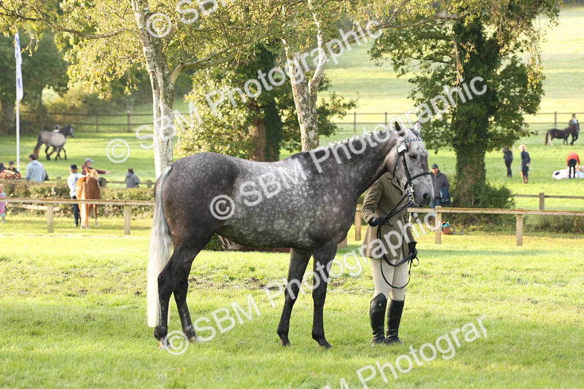 SBM_54939 - S52 - Riding Horse & Hack & thoroughbred In Hand