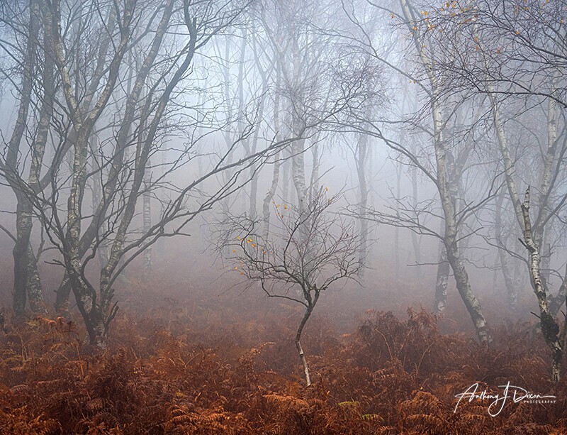  - Woodland