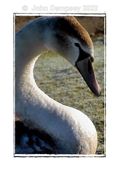 S For Cygnet - The Curlie