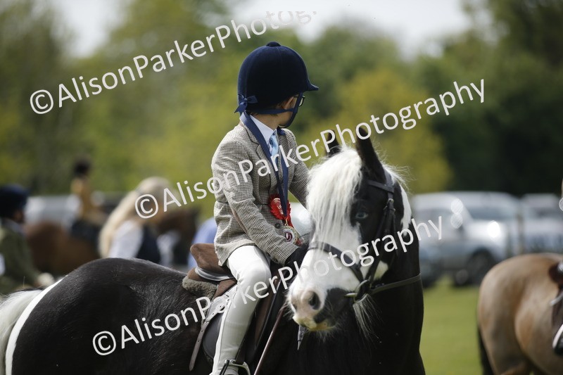 20260426-2148 - Class 9 - Handsomest Gelding