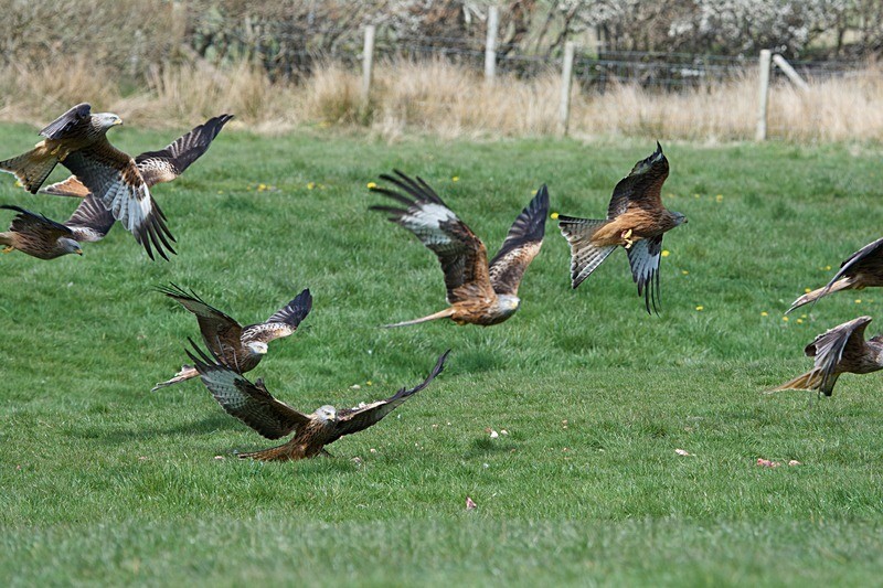  - Red Kites
