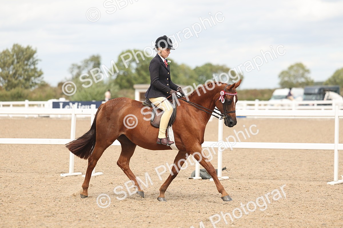 SBM_15974 - Class 311 - Ridden Show pony-Show hunter Pony
