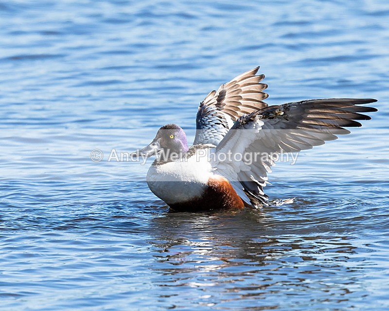 20150425-8E0A8737 - Shoveler