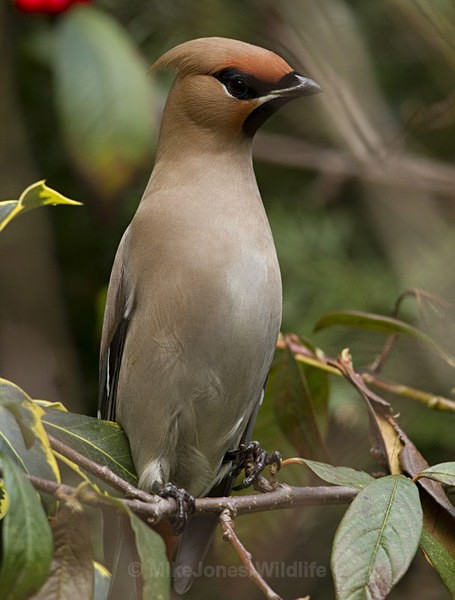 WAXWINGS (ww 10) - THE WAXWING GALLERY