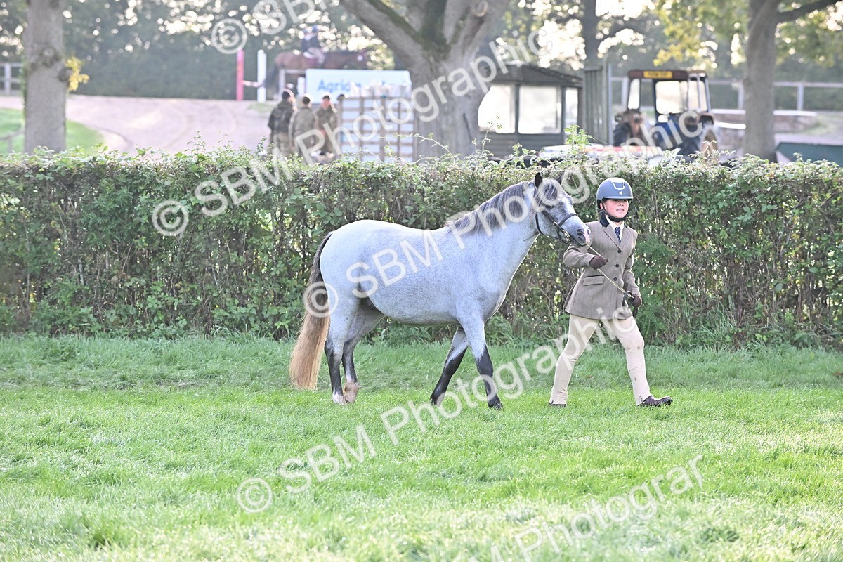 SBM_54619 - S44 - Youngstock In Hand