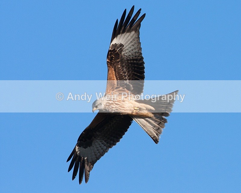 20100130-058 1 - Red Kite