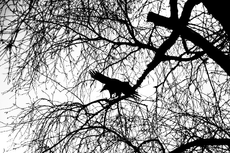 Fear of Flying - Silhouettes