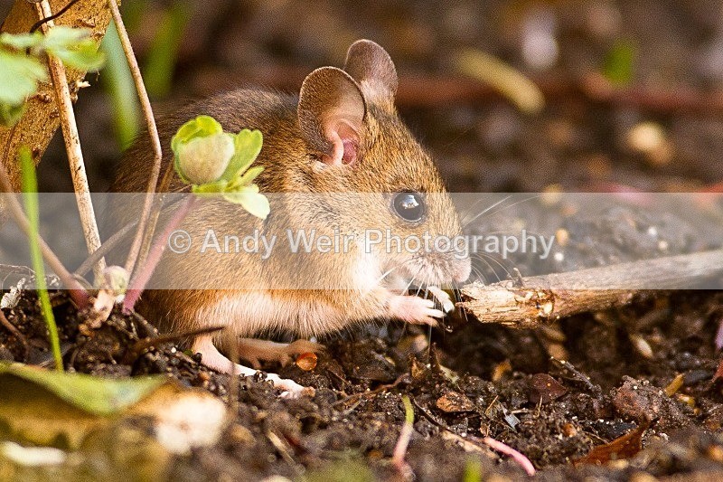 20120115-_MG_8267 - Wood Mouse