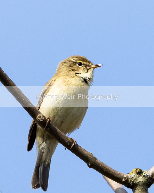 20160413-8E0A3170-4194 - Chiffchaff