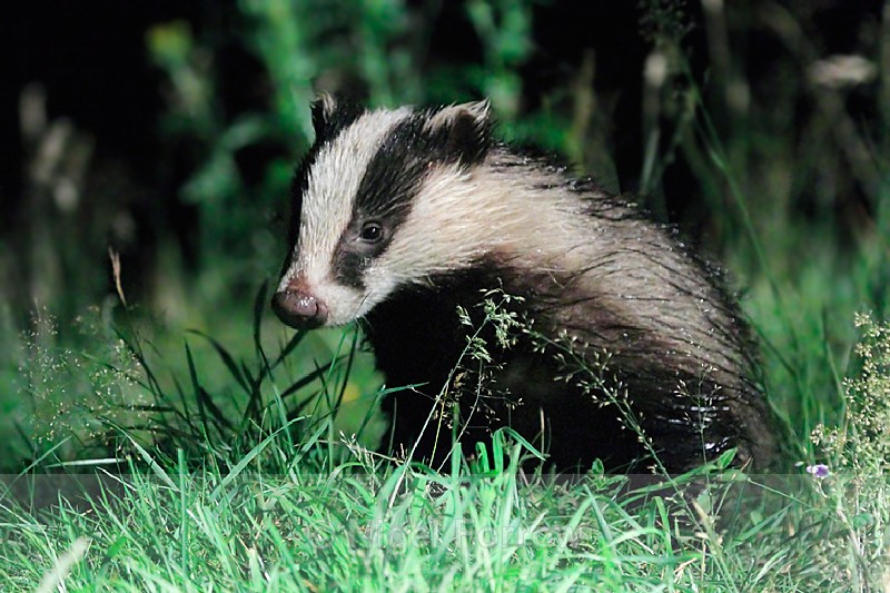 Young Badger at night from the Speyside Wildlife hide