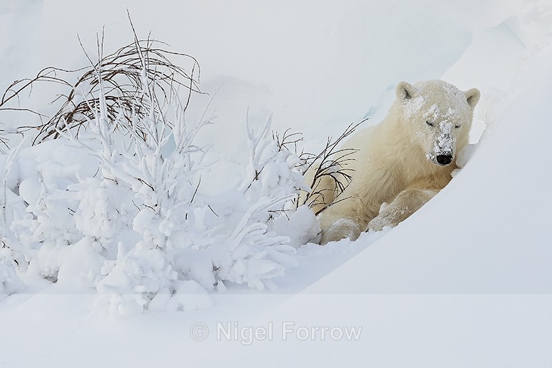 Sleepy Polar Bear cub in snowdrift, Churchill, Canada - Polar Bear