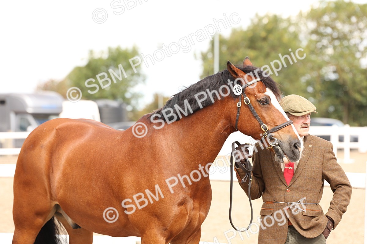SBM_14634 - Class 208 - IH Veteran Horse