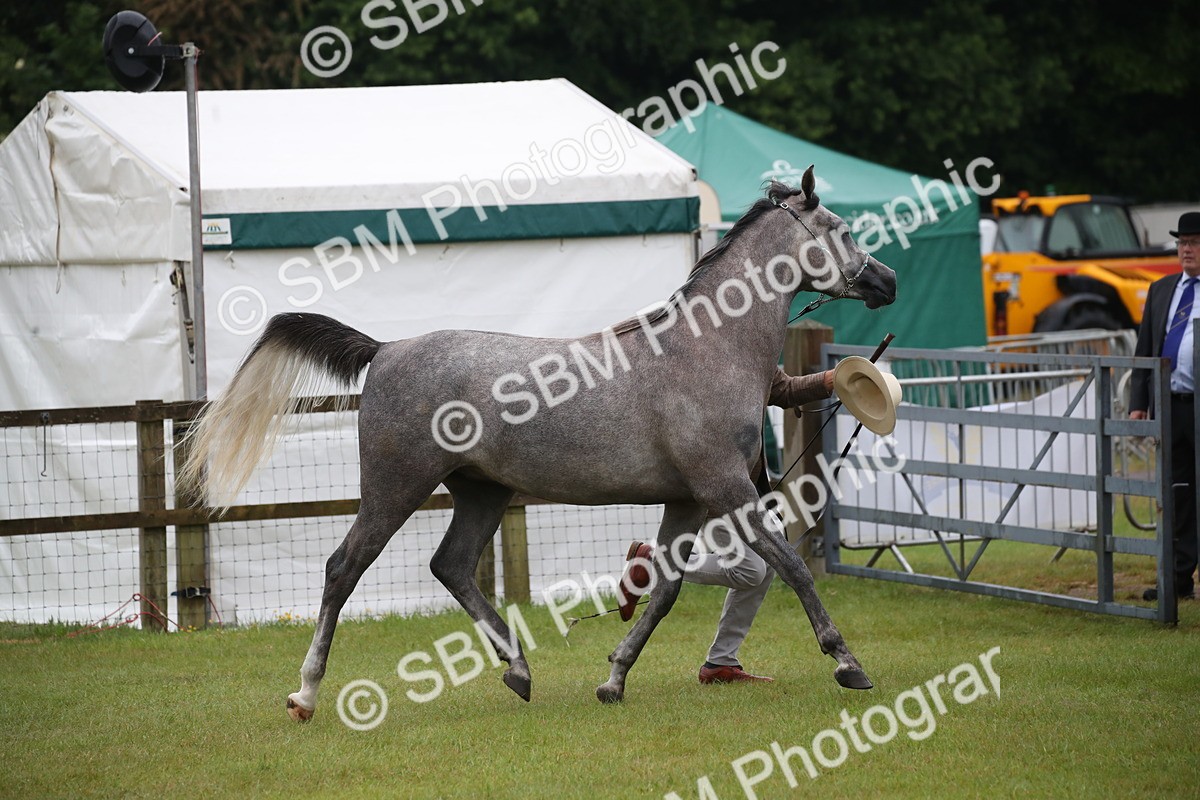 SBM_00023 - Class 17-20 - Arab & Part Bred - Anglo Arab In Hand
