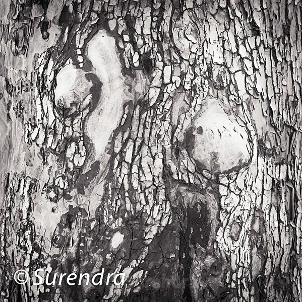 Bark 54 - Bark 2